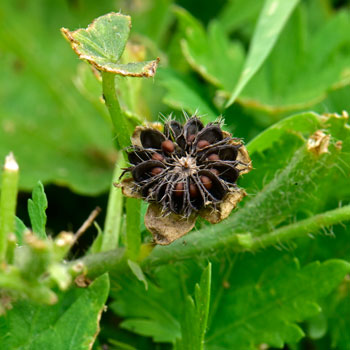 Modiola caroliniana, Carolina Bristlemallow